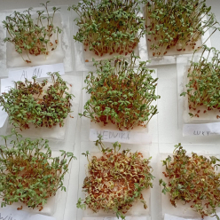 Zaseli jsme řeřichu - I.B