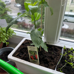 Co se děláme ve výchovách v V. A