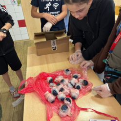 Pitva kravského oka - V. A