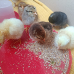 Projekt líhnutí kuřat